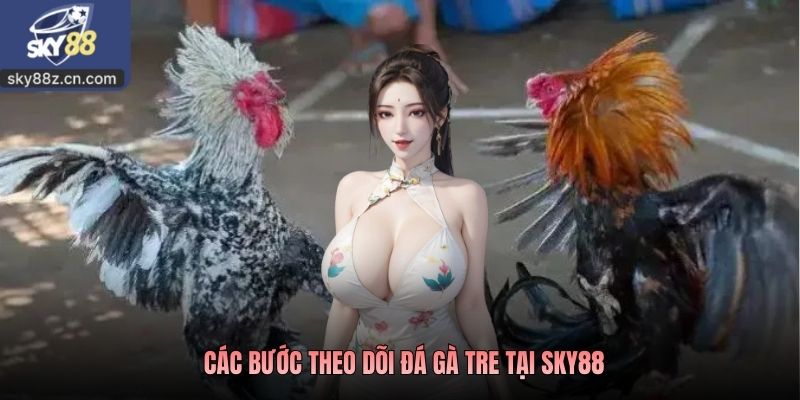Các bước theo dõi đá gà tre tại Sky88
