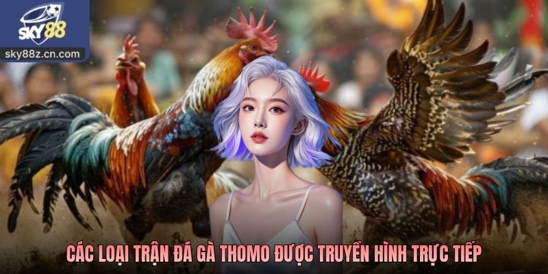 Các loại trận đá gà thomo được truyền hình trực tiếp