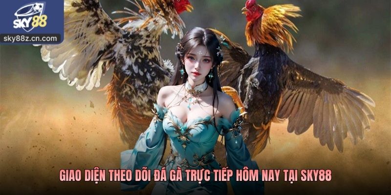 Giao diện theo dõi đá gà trực tiếp hôm nay tại Sky88